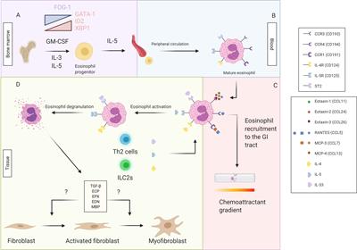 Frontiers | Role of Eosinophils in Intestinal Inflammation and